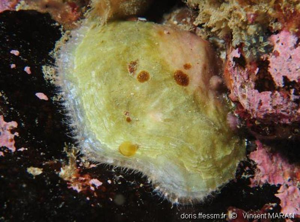 <i>Anomia ephippium</i> Linnaeus, 1758 © doris.ffessm.fr © Vincent MARAN