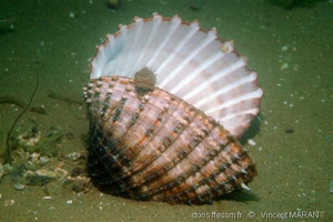 <i>Acanthocardia aculeata</i> (Linnaeus, 1758) © doris.ffessm.fr © Vincent MARAN
