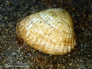 <i>Cerastoderma edule</i> (Linnaeus, 1758) © Benjamin Guichard/OFB
