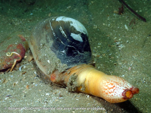 <i>Lutraria lutraria</i> (Linnaeus, 1758) © Benjamin GUICHARD/Agence des aires marines protégées