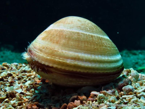 <i>Laevicardium crassum</i> (Gmelin, 1791) © doris.ffessm.fr © Dominique Horst