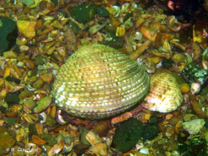 <i>Venus verrucosa</i> Linnaeus, 1758 © B. Guichard