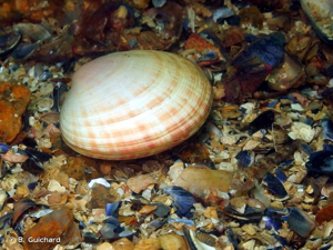 <i>Dosinia exoleta</i> (Linnaeus, 1758) © B. Guichard