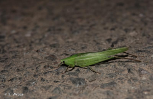 <i>Ruspolia nitidula nitidula</i> (Scopoli, 1786) © S. Wroza
