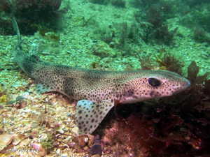 <i>Scyliorhinus canicula</i> (Linnaeus, 1758) © B. Guichard