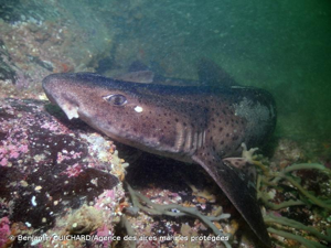 <i>Scyliorhinus stellaris</i> (Linnaeus, 1758) © Benjamin GUICHARD/Agence des aires marines protégées