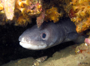 <i>Conger conger</i> (Linnaeus, 1758) © E. Biens