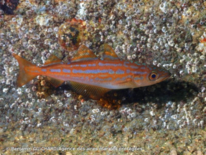 <i>Pollachius pollachius</i> (Linnaeus, 1758) © Benjamin GUICHARD/Agence des aires marines protégées