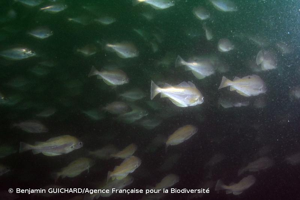 <i>Trisopterus minutus</i> (Linnaeus, 1758) © Benjamin GUICHARD/Agence Française pour la Biodiversité