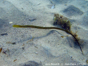 <i>Syngnathus typhle</i> Linnaeus, 1758 © doris.ffessm.fr © SITTLER Alain-Pierre