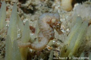 <i>Hippocampus hippocampus</i> (Linnaeus, 1758) © doris.ffessm.fr © Vincent MARAN