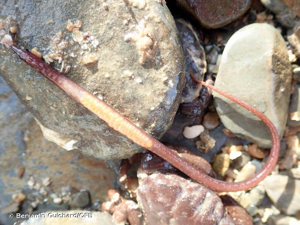 <i>Nerophis lumbriciformis</i> (Jenyns, 1835) © Benjamin Guichard/OFB