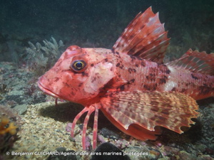 <i>Chelidonichthys cuculus</i> (Linnaeus, 1758) © Benjamin GUICHARD/Agence des aires marines protégées