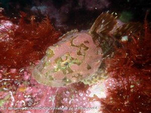 <i>Myoxocephalus scorpius</i> (Linnaeus, 1758) © Benjamin GUICHARD/Office Français de la Biodiversité