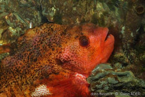 <i>Cyclopterus lumpus</i> Linnaeus, 1758 © doris.ffessm.fr © Denis Ader
