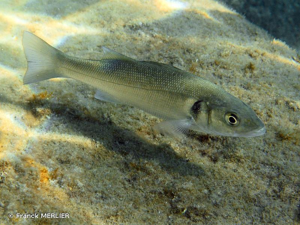 <i>Dicentrarchus labrax</i> (Linnaeus, 1758) © Franck MERLIER
