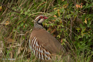<i>Alectoris rufa</i> (Linnaeus, 1758) © G. Grezes