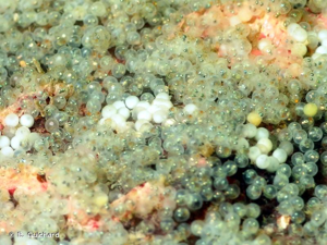<i>Spondyliosoma cantharus</i> (Linnaeus, 1758) © B. Guichard