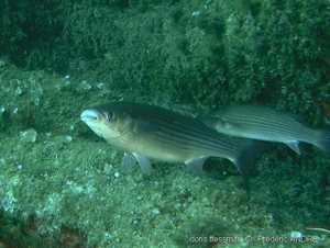 <i>Chelon labrosus</i> (Risso, 1827) © doris.ffessm.fr © Frédéric ANDRE
