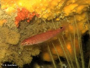<i>Ctenolabrus rupestris</i> (Linnaeus, 1758) © B. Guichard