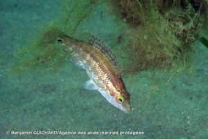<i>Symphodus melops</i> (Linnaeus, 1758) © Benjamin GUICHARD/Agence des aires marines protégées