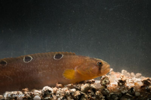 <i>Pholis gunnellus</i> (Linnaeus, 1758) © B. Jorigné