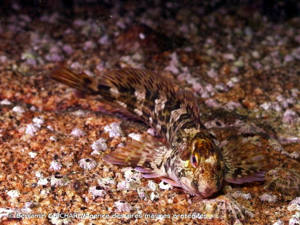 <i>Lipophrys pholis</i> (Linnaeus, 1758) © Benjamin GUICHARD/Agence des aires marines protégées
