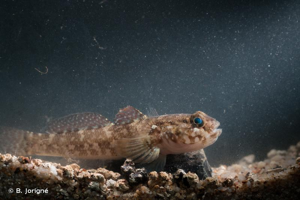 <i>Gobius paganellus</i> Linnaeus, 1758 © B. Jorigné