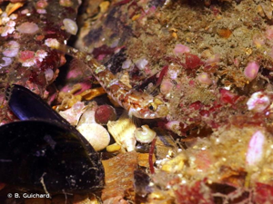 <i>Pomatoschistus pictus</i> (Malm, 1865) © B. Guichard