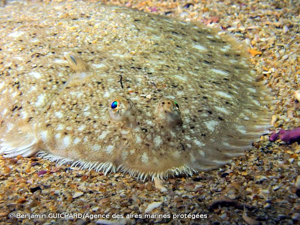<i>Solea solea</i> (Linnaeus, 1758) © Benjamin GUICHARD/Agence des aires marines protégées