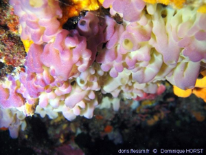<i>Oscarella lobularis</i> (Schmidt, 1862) © doris.ffessm.fr © Dominique Horst