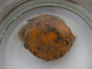 <i>Tethya aurantium</i> (Pallas, 1766) © M. La Rivière
