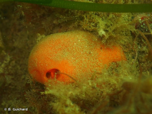 <i>Suberites carnosus</i> (Johnston, 1842) © B. Guichard