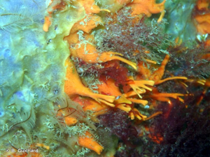 <i>Amphilectus fucorum</i> (Esper, 1794) © B. Guichard