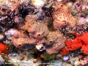 <i>Hemimycale columella</i> (Bowerbank, 1874) © Benjamin GUICHARD/Agence des aires marines protégées