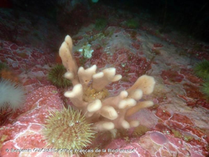 <i>Haliclona oculata</i> (Linnaeus, 1759) © Benjamin GUICHARD/Office Français de la Biodiversité