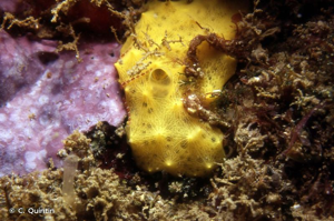 <i>Aplysilla sulfurea</i> Schulze, 1878 © C. Quintin