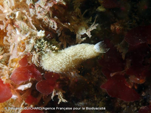 <i>Sycon ciliatum</i> (Fabricius, 1780) © Benjamin GUICHARD/Agence Française pour la Biodiversité