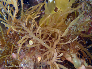 <i>Desmarestia ligulata</i> (Stackh.) J.V.Lamour., 1813 © Benjamin Guichard/OFB