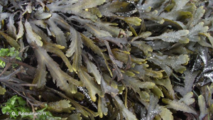 <i>Fucus serratus</i> L., 1753 © O. Roquinarc'h