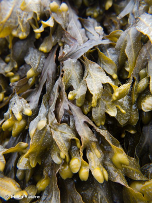 <i>Fucus spiralis</i> L., 1753 © M. La Rivière