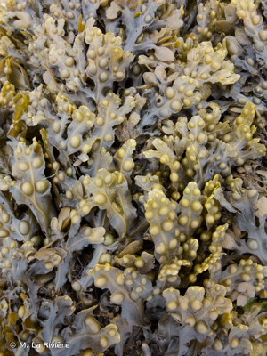 <i>Fucus vesiculosus</i> L., 1753 © M. La Rivière