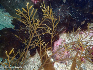 <i>Halidrys siliquosa</i> (L.) Lyngbye, 1819 © Benjamin Guichard/OFB