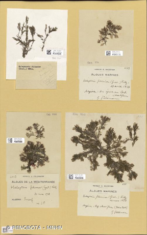 <i>Halopteris filicina</i> (Grateloup) Kütz., 1843 © RENOBOTA - MNHN