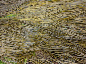 <i>Himanthalia elongata</i> (L.) S.F. Gray, 1821 © M. La Rivière