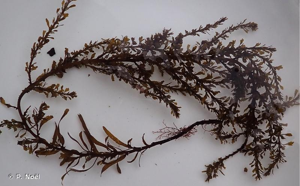 <i>Sargassum muticum</i> (Yendo) Fensholt, 1955 © P. Noël