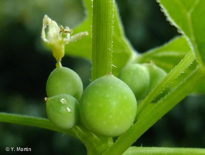 <i>Bryonia dioica</i> Jacq., 1774 © 