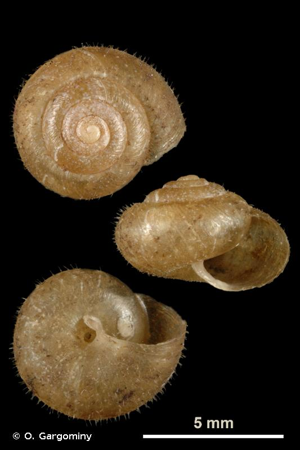 <i>Pseudotrichia rubiginosa</i> (Rossmässler, 1838) © O. Gargominy