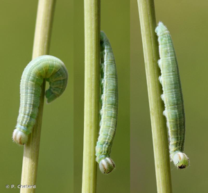 <i>Thymelicus lineola</i> (Ochsenheimer, 1808) © P. Chatard