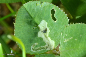 <i>Agromyza nana</i> Meigen, 1830 © C. Quintin